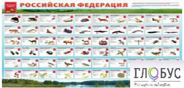 Стенд "Красная книга РФ" - «globural.ru» - Новосибирск