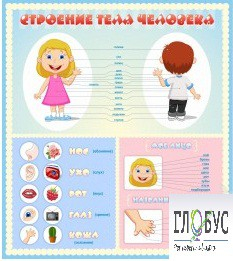 Стенд "Строение человека" для детей - «globural.ru» - Новосибирск