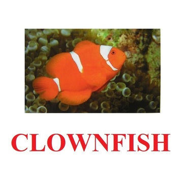 "Fish" ("Рыбы") английские карточки Домана - «globural.ru» - Новосибирск