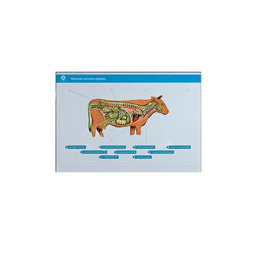 Стенд-планшет светодинамический "Изучение нервной системы сельскохозяйственных животных" со сменными панелями - «globural.ru» - Новосибирск