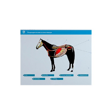 Стенд-планшет светодинамический "Изучение пищеварительной системы сельскохозяйственных животных" со сменными панелями - «globural.ru» - Новосибирск