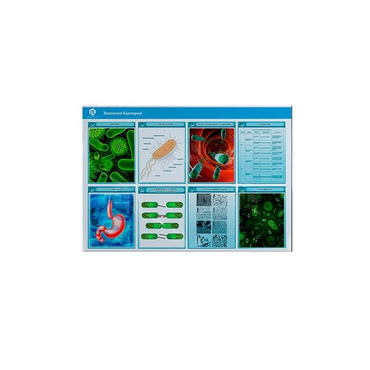 Стенд-планшет светодинамический «Изучение экологии бактерий» - «globural.ru» - Новосибирск