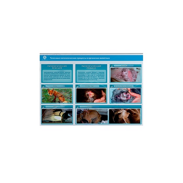Стенд-планшет светодинамический "Изучение типических патологических процессов в организмах животных" - «globural.ru» - Новосибирск