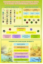 Стенд "Классификация животного мира" - «globural.ru» - Новосибирск